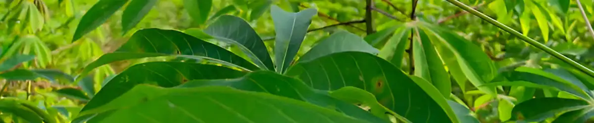 Cassava Farming