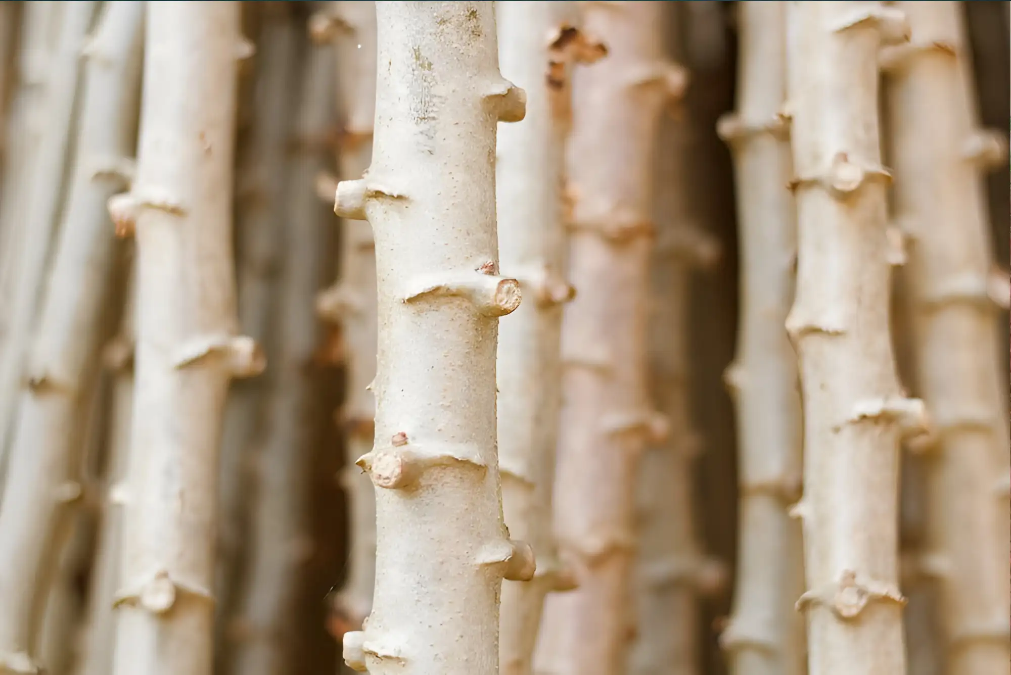 Cassava Farm