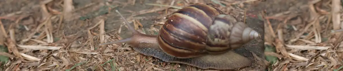 Snail Farming